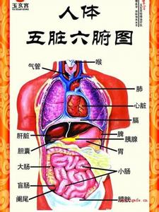 心为五脏六腑之大主 拍打与五脏六腑之一:心