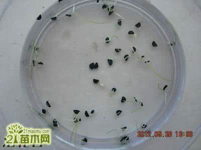风雨兰播种 风雨兰播种另类方法水漂法(图文)