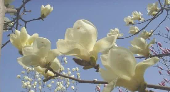 木兰花的花语是什么 木兰花花语 木兰花花语是什么 木兰花的寓意