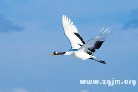 梦见仙鹤 鹤 梦见鹤 仙鹤_鹤