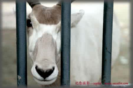 渴望自由 为什么渴望自由 对自由的渴望