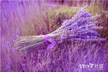 蓝顿薰衣草除疤液 薰衣草 薰衣草_图文