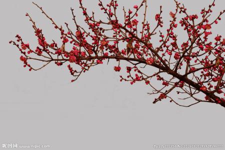 梅花的种类及图片资料 梅花的资料 【梅花图片】最全关于梅花的资料