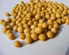 减肥丰胸食谱 减肥又丰胸 推荐五款黄豆食谱