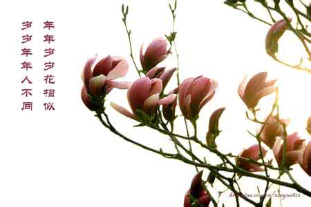年年岁岁花相似的感慨 年年岁岁花相似，岁岁年年人不同