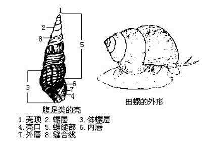 后鳃亚纲 前鳃亚纲