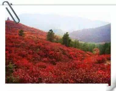 天津红叶软件 天津八大欣赏红叶最佳地