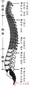 脊柱不正 脊柱不正，百症丛生