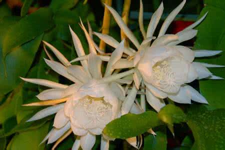 假昙花的家庭养殖方法 昙花的养殖方法