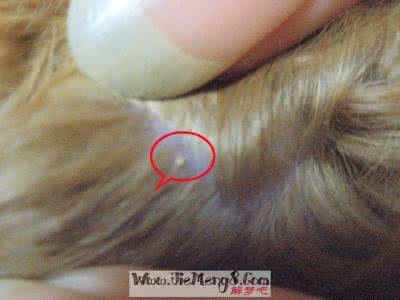 梦见自己身上长虫子 梦见自己身上长虫子 梦见身上长虫子