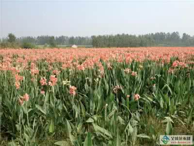 美人蕉种植密度 水生美人蕉种植密度 水生美人蕉如何种植 水生美人蕉如何养护