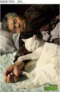 老人与猫 还记得这组老人与猫的照片吗,以后再也看不到了,因为...