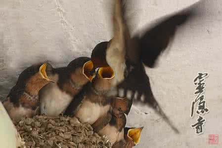 可怜天下父母心 可怜鸟兽父母心