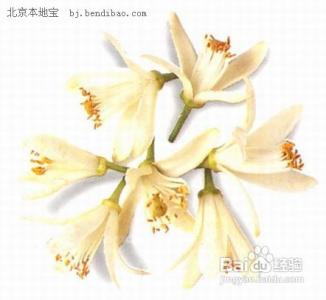 橙花精油怎么用 女性的珍宝橙花精油怎么用？