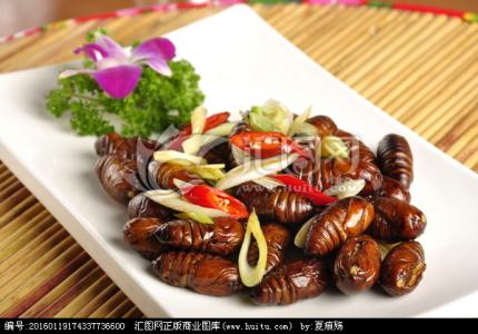 蝉蛹吃什么 蚕蛹吃什么？