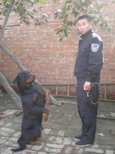 体育锻炼的基本原理 爱犬日常体育锻炼的要点
