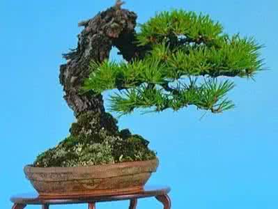五针松盆景的养护方法 怎样养好五针松盆景？