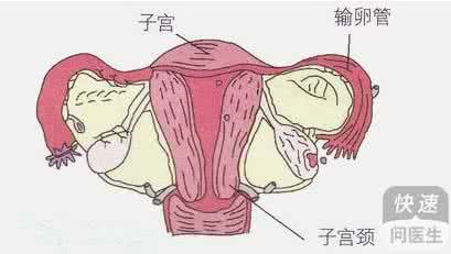 子宫性不孕怎么造成 子宫性不孕怎么造成 幼稚型子宫可造成不孕