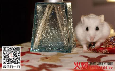 银狐仓鼠的寿命 仓鼠的寿命 银狐仓鼠寿命