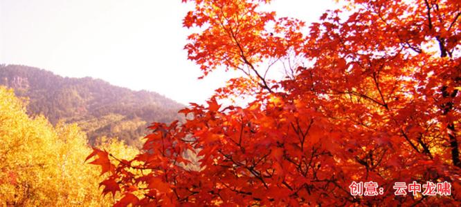 片片枫叶情 情若如枫,叶就是柔色的枫红