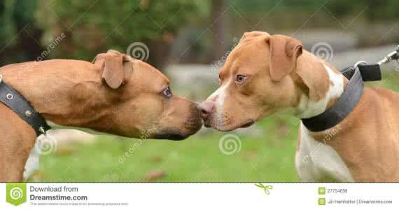 美发护肤 一条美国护肤美发跟风狗的自白