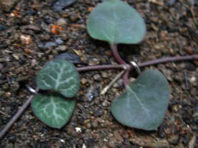 多肉植物扦插视频 【园艺】［视频］多肉植物扦插