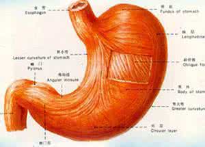 胃癌最新研究进展 中药防治胃癌血管新生机制的研究进展