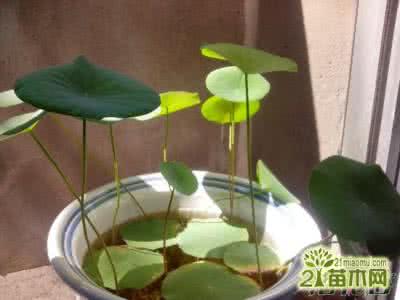 最小的碗莲品种 碗莲怎么种(最真诚的经验)