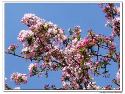 隔岸看花 云淡风轻 转  嫣然一笑。花染云淡风轻--