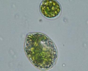 如何区分甲藻和硅藻 淡水藻  多甲藻(Peridinium bipes)  