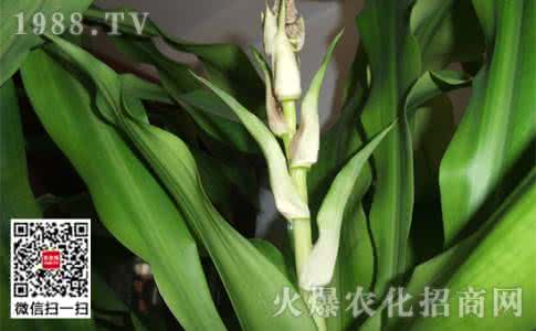 巴西木叶子发黄怎么办 巴西木叶子发黄 巴西木叶子发黄怎么办