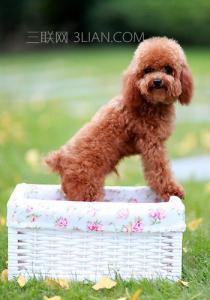 贵宾犬的资料 贵宾犬的资料 贵宾犬的详细资料