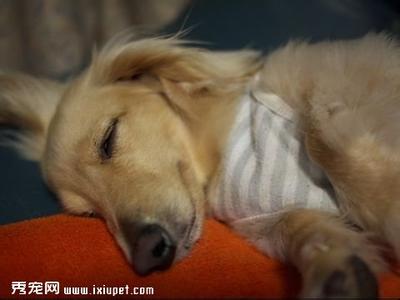 狗狗严重肺炎治疗方法 狗狗肺炎的症状及治疗方法