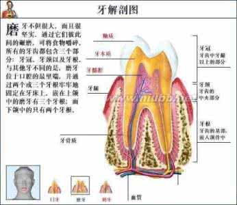 人体解剖图胃高清图片 全套高清人体解剖图