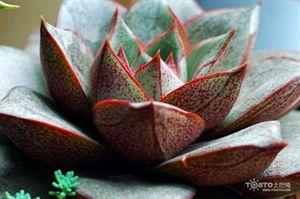 大和锦的养殖方法 【花卉知识】 大和锦的养殖方法