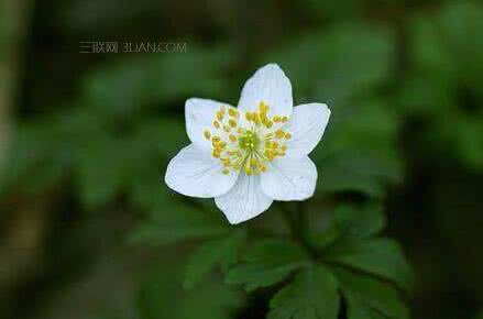 草本芙蓉花的养殖方法 芙蓉花的养殖方法和注意事项