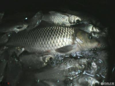 鲤鲫鱼 鲤鲫鱼 重庆免费钓鱼水库,一晚收获大鲤大鲫十多斤!