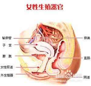 外阴白斑的症状有哪些 外阴白斑的症状有哪些 女性外阴白斑症状有哪些呢？