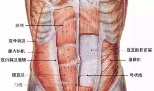 腹肌撕裂者 「腹肌
