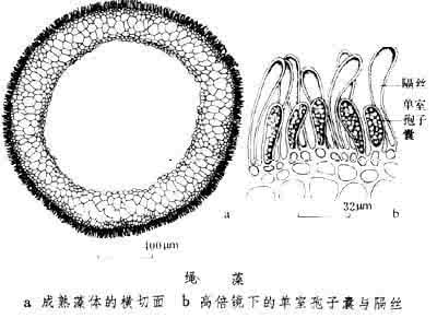 绳藻 绳藻属