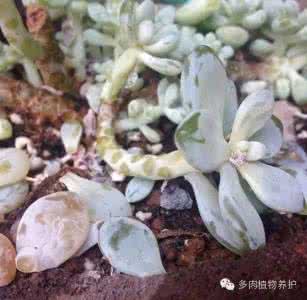 多肉掉叶子一碰就掉 多肉叶子一碰就掉到底是怎么回事?