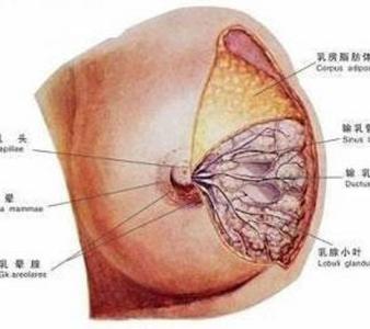 乳腺增生的症状表现 乳腺增生症状有哪些 乳腺增生的症状 警惕异常表现