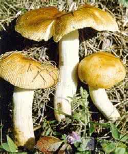 七种致命毒蘑菇 17种可致命的常见毒蘑菇 你一定要看仔细