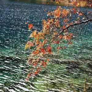 落花流水 千年落花，万世流水