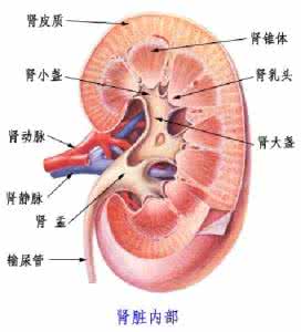 急性肾功能不全 急性肾功能不全 急性肾功能如何治疗