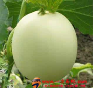 南瓜通便吗 有一种瓜，壳能治心脏病，仁可通便，根能生津，没有见过吧