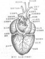 心脏外形增大 心脏外形稍增大有害吗？