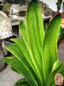 长春君子兰与科学莳养 君子兰莳养经验交流