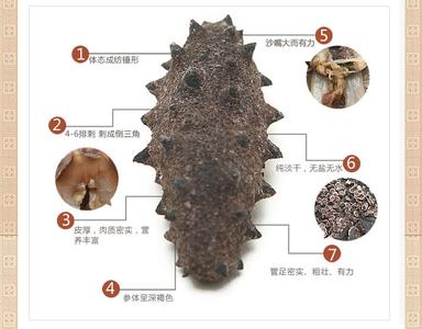 如何辨别海参的好坏 如何区别海参的品种