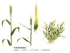 草莓红中柱根腐病 禾草香柱病